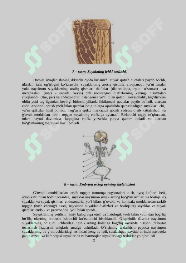 Tayanch harakat apparatining tuzilmasi 2