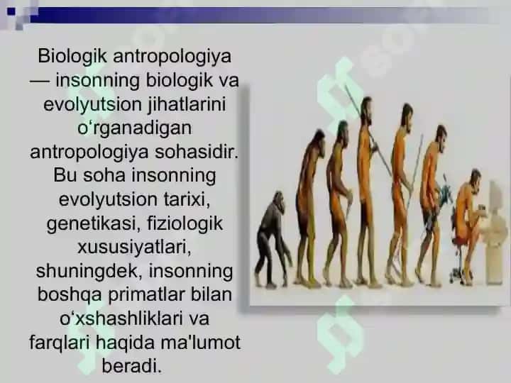 INSON EVOLUTSIYASI VA BIOLOGIK ANTROPOLOGIYA 3