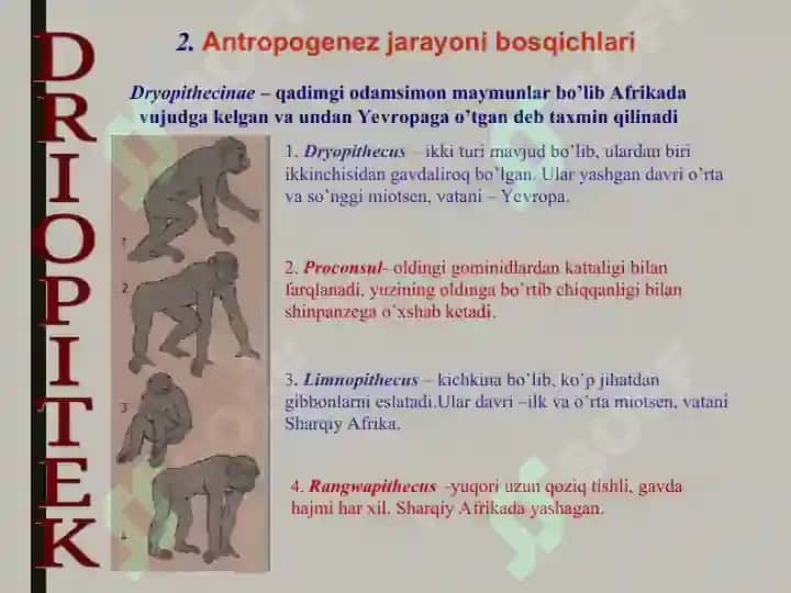 INSON EVOLUTSIYASI VA BIOLOGIK ANTROPOLOGIYA 7
