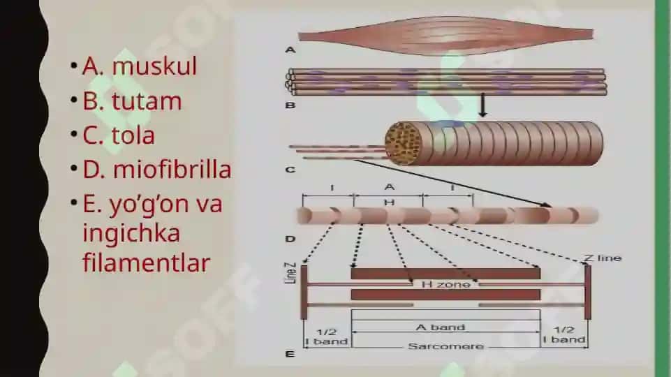 Muskulxossalarinio’rganishusullari 7