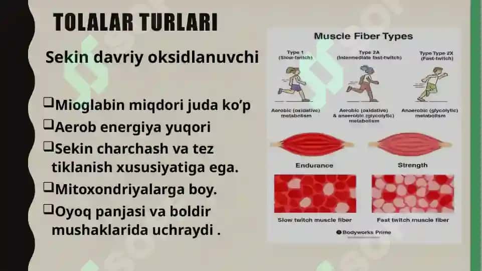 Muskulxossalarinio’rganishusullari 8