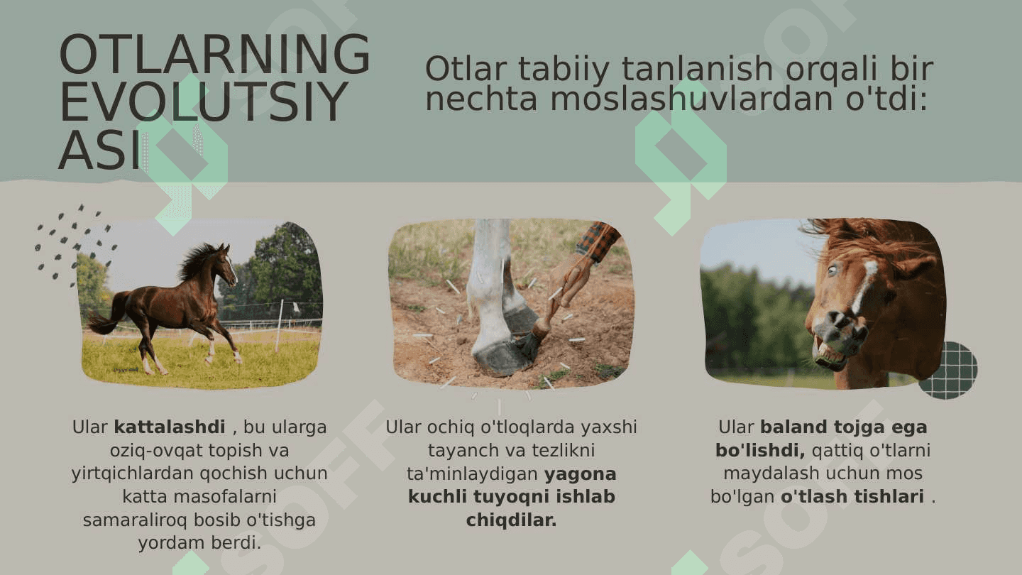 Evolyutsiya 7
