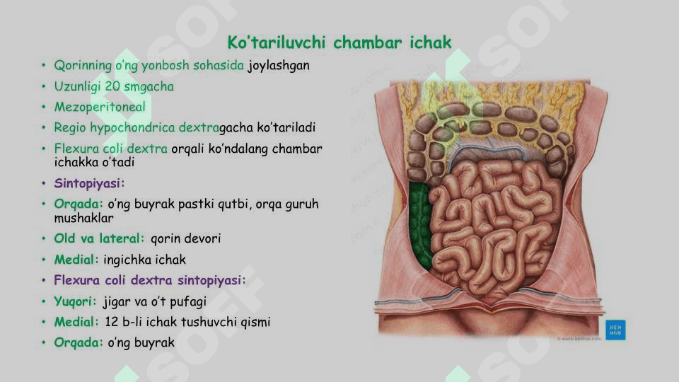 Yo'g'on ichak anatomiyasi 6