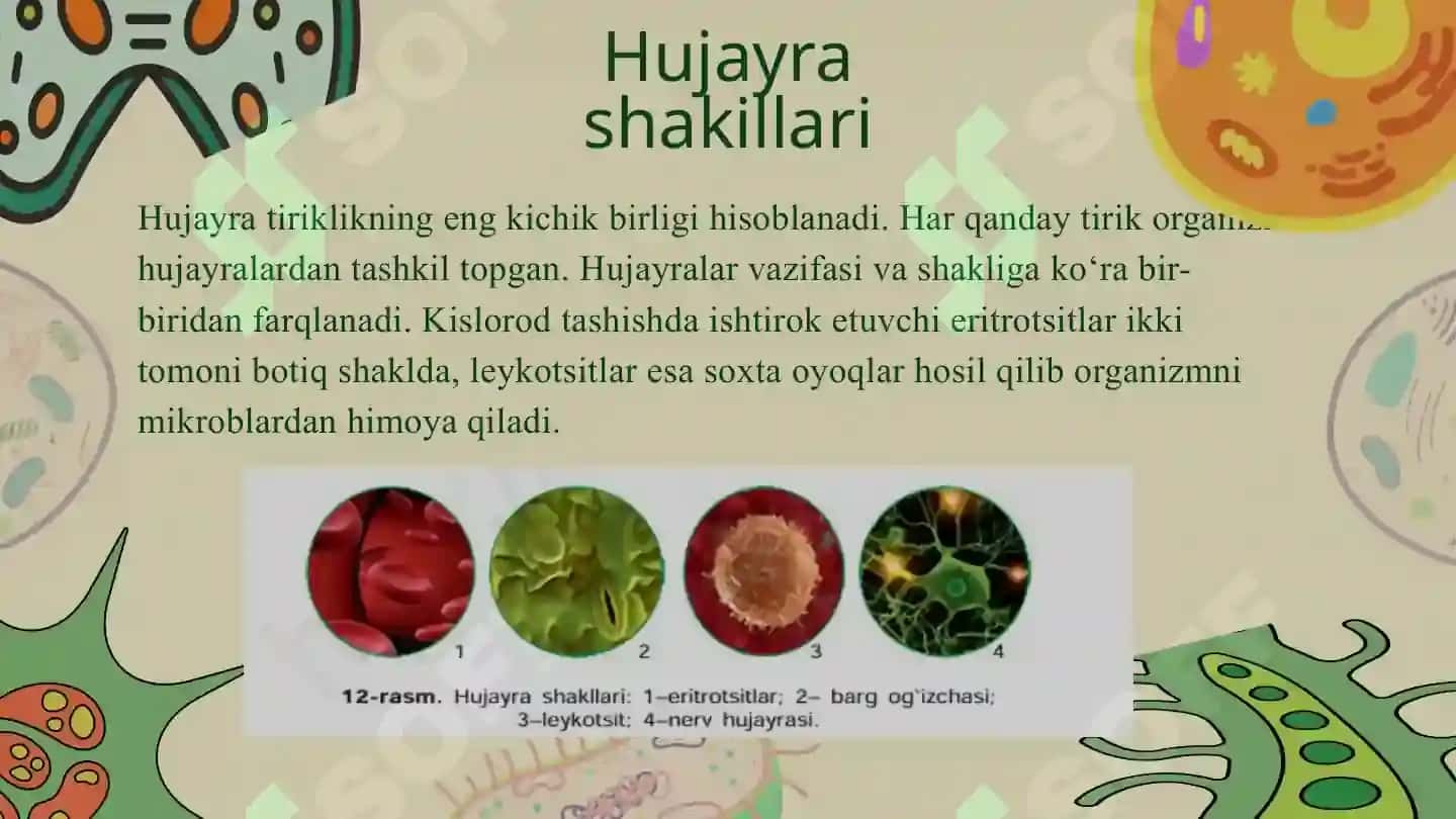 Hujayra tiriklikning asosi taqdimot 3