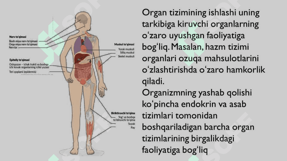 dastlabki organlar hosil bo`lishi 2