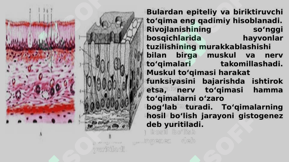 to`qimalar klassifikatsiyasi 4