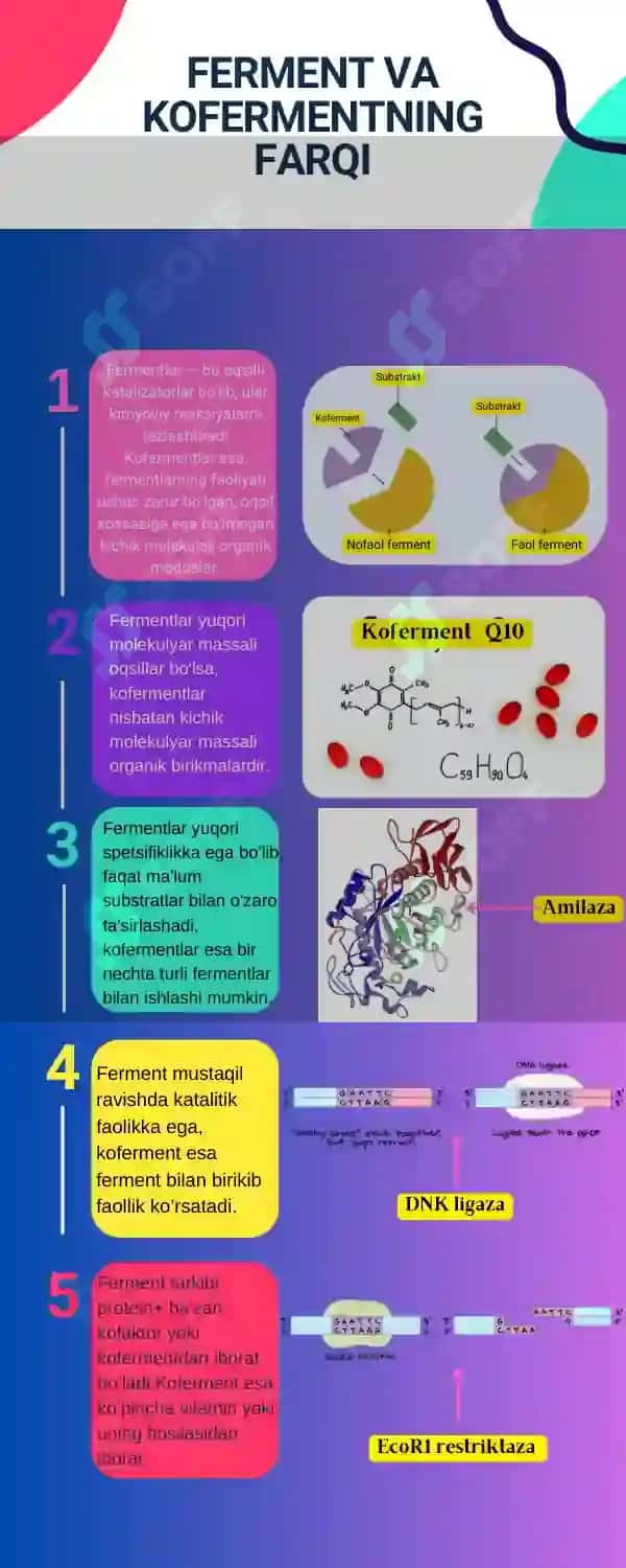 Fermentlar mavzusidagi infografika 2