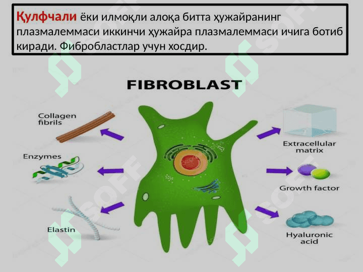 ҲУЖАЙРАЛАРАРО БОҒЛАНИШЛАР. 6