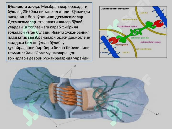 ҲУЖАЙРАЛАРАРО БОҒЛАНИШЛАР. 7
