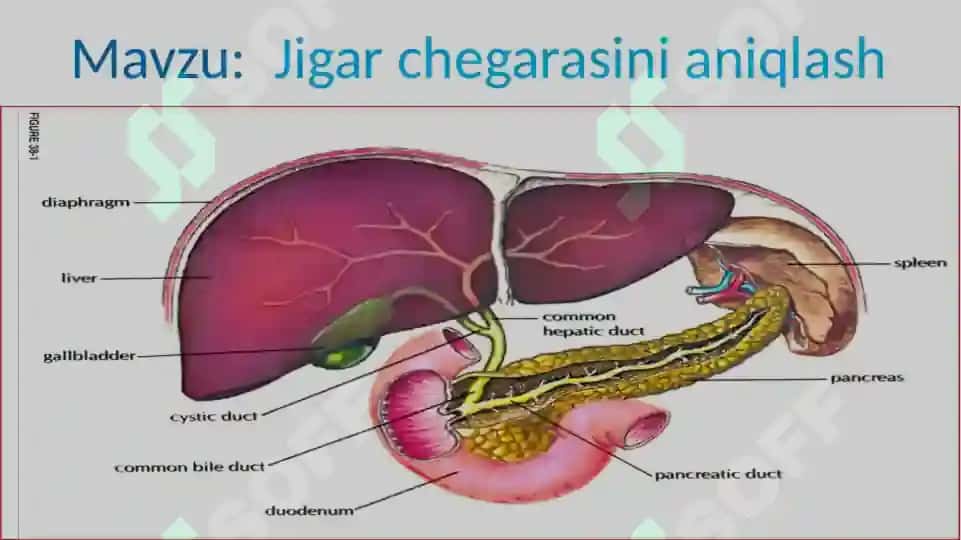 JIGAR CHEGARASINI ANIQLASH 2