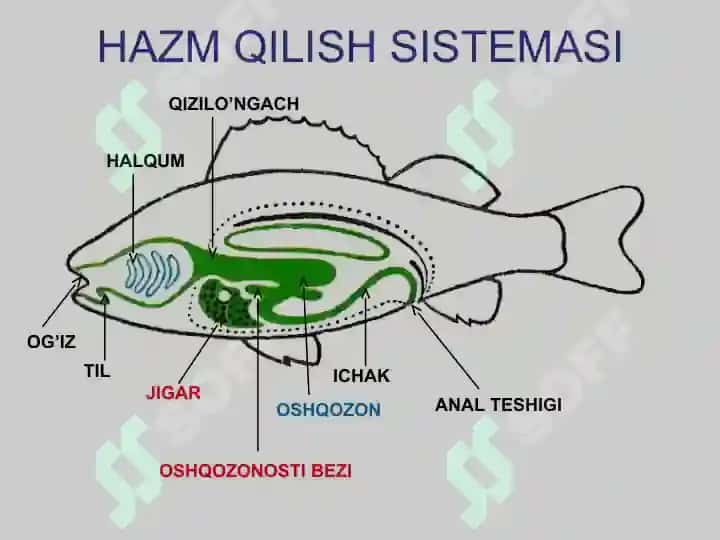 Baliqlarning ichki tuzilishi ” dars ishlanma 4