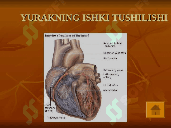 YURAK ANATOMIYASI 8