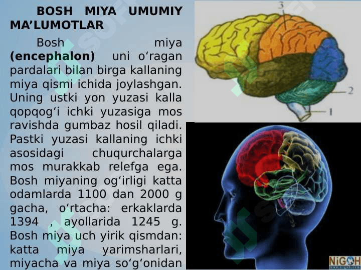 Bosh miya yarim sharlarining anatomiyasi va fiziologiyasi 2