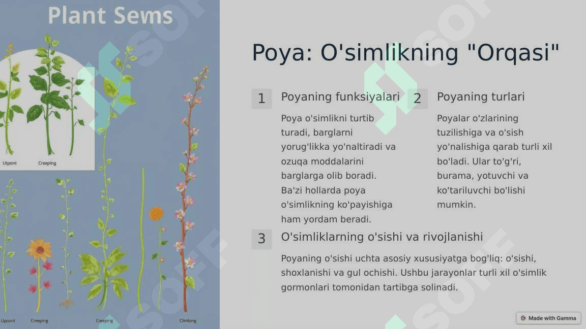 O'simliklarning vegetativ organlari 3
