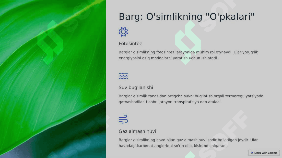 O'simliklarning vegetativ organlari 4