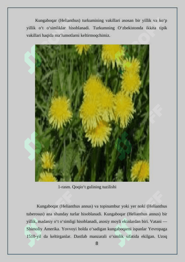 Qoqio’tdoshlar (Asteraceae) oilasi 8