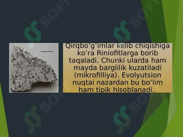 QIRQBO’G’IMTOIFA O’SIMLIKLAR 5
