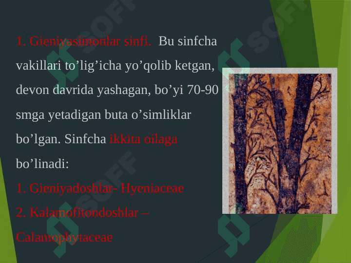 QIRQBO’G’IMTOIFA O’SIMLIKLAR 7