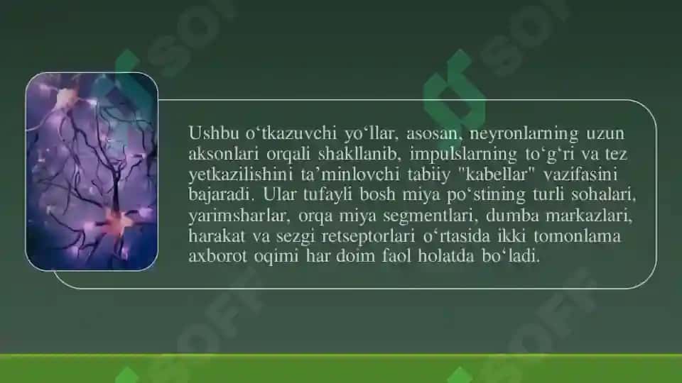 Markaziy nerv tizimining oʻtkazuvchi yoʻllari 4