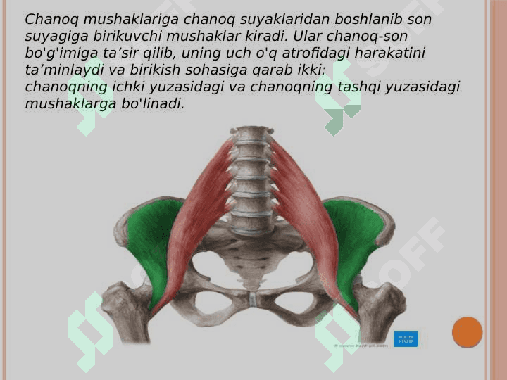 Chanoq va son mushaklari 2