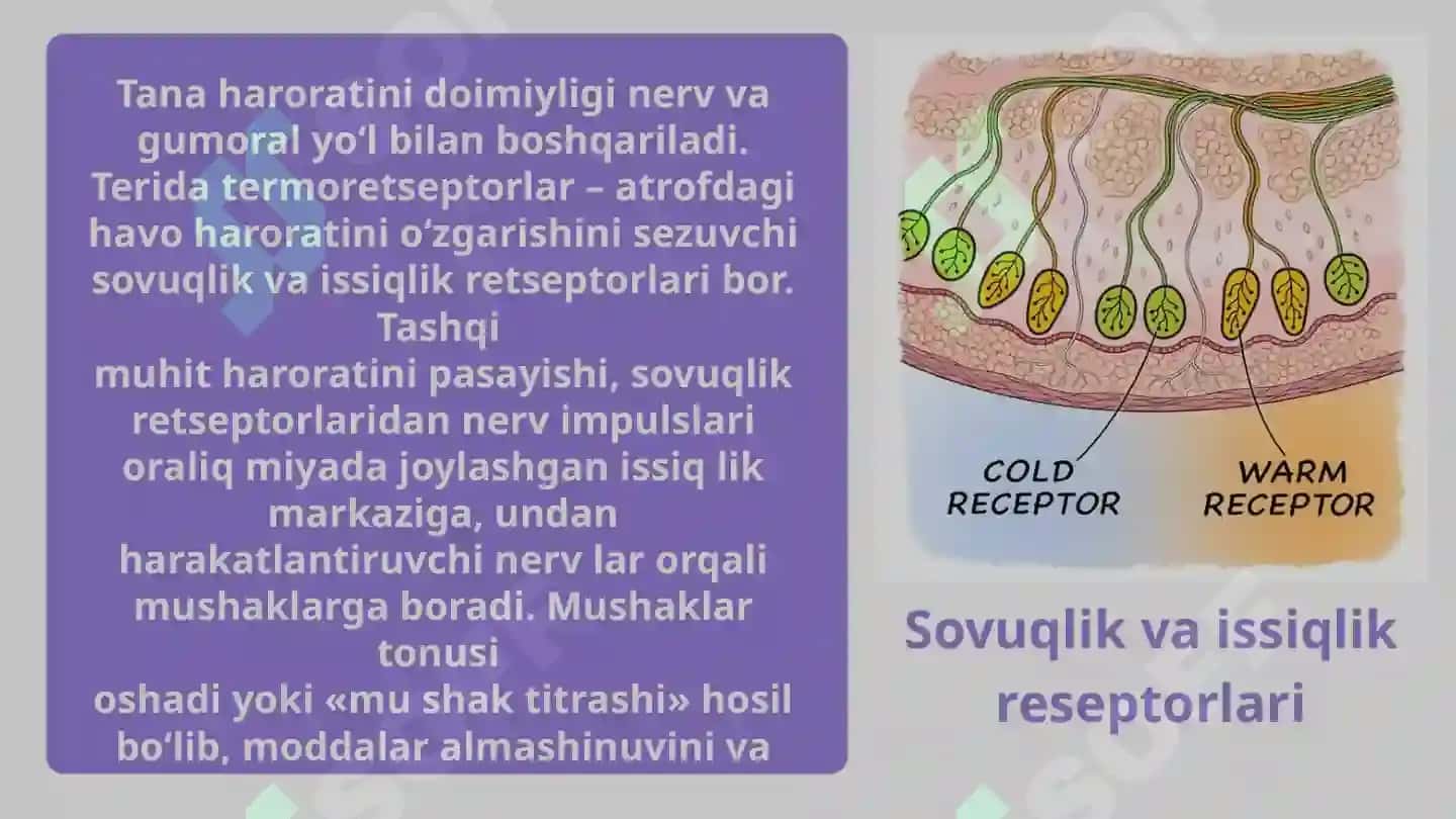 Termoregulyatsiya 5