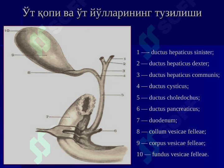 ЎТКИР ХОЛЕЦИСТИТ ВА УНИНГ АСОРАТЛАРИ 3