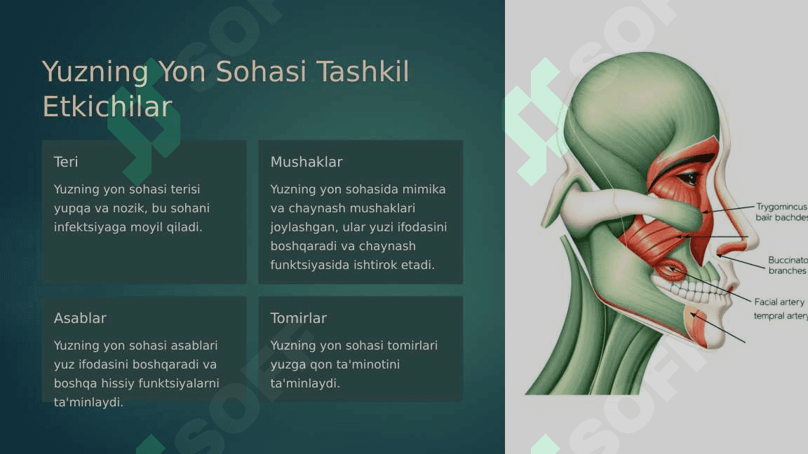 Yuzning yon sohasi  chuqur qavatlarining klinik anatomiyasi 3
