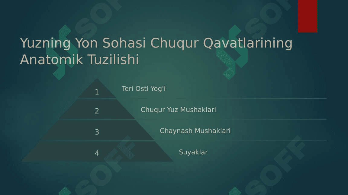 Yuzning yon sohasi  chuqur qavatlarining klinik anatomiyasi 4