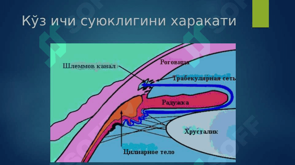 КЎЗ ИЧКИ БОСИМИ ПАТОЛОГИЯСИ 4