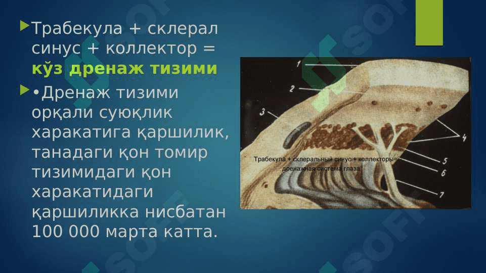 КЎЗ ИЧКИ БОСИМИ ПАТОЛОГИЯСИ 5