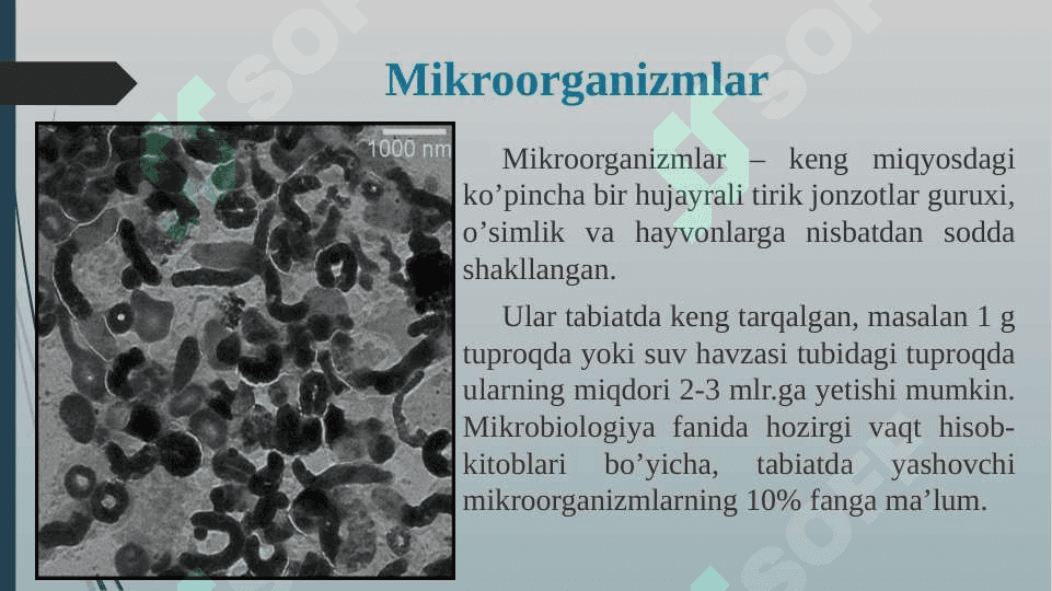 Mikroorganizmlar ularning turlari qoʼllanilish sohalari 3