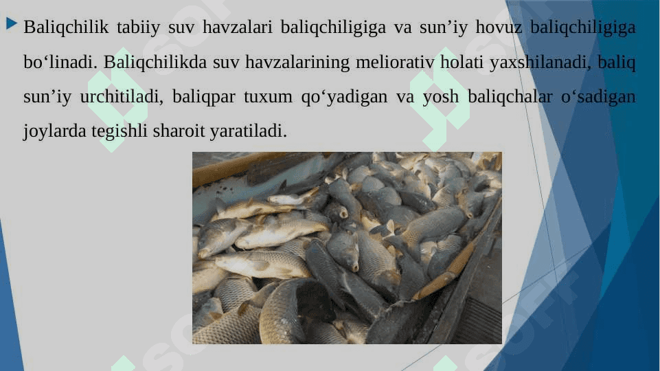 Baliqchilik,uning iqtisodiy ahamiyati 4