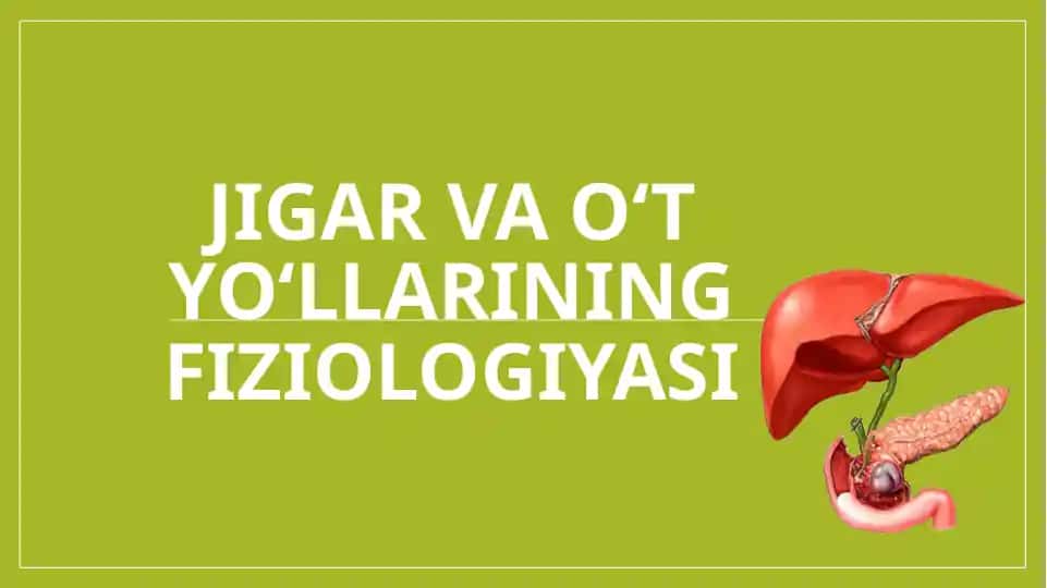 Jigar va o‘t yo‘llarining fiziologiyasi