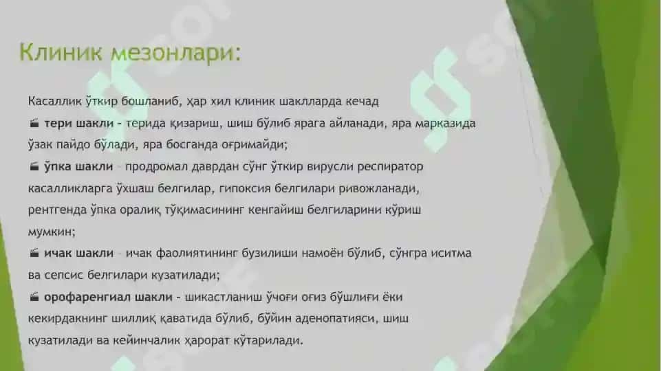 Kuydirgi 3