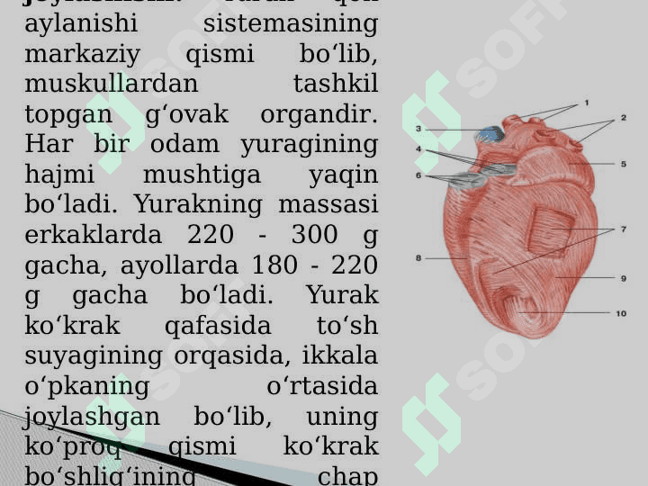 Qon va qon aylanish tizimining yosh xususiyatlari va gigiyenasi 3