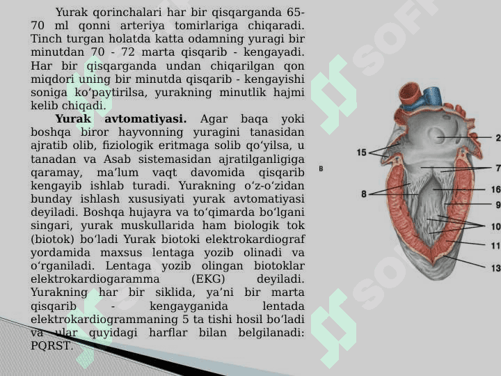 Qon va qon aylanish tizimining yosh xususiyatlari va gigiyenasi 4