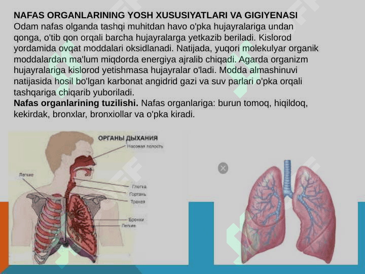 NAFAS ORGANLARINING YOSH XUSUSIYATLARI VA GIGIYENASI 3