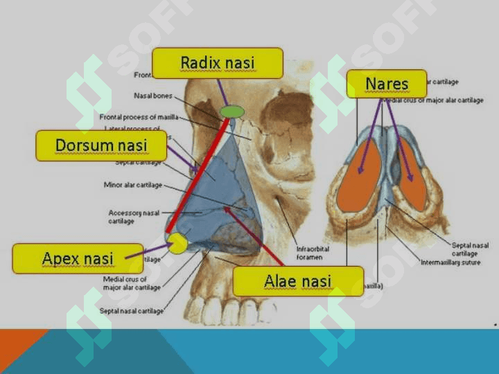 NAFAS ORGANLARINING YOSH XUSUSIYATLARI VA GIGIYENASI 5