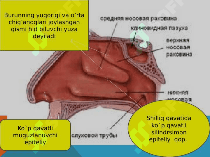NAFAS ORGANLARINING YOSH XUSUSIYATLARI VA GIGIYENASI 6