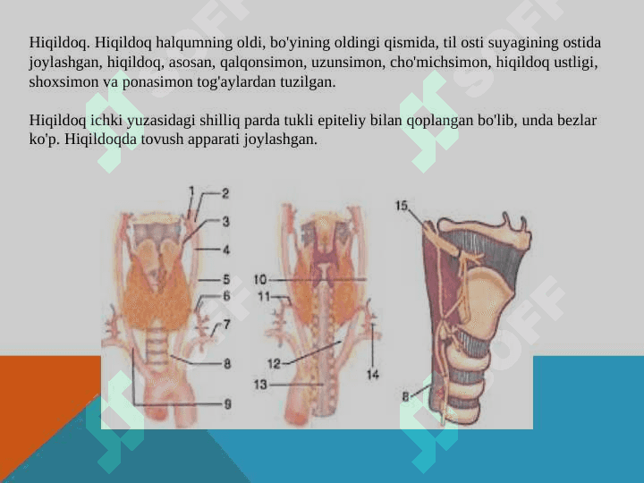 NAFAS ORGANLARINING YOSH XUSUSIYATLARI VA GIGIYENASI 7