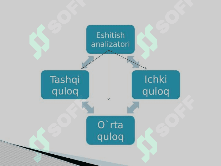 Analizatorlar va ichki sekretsiya bezlarining yosh xususiyatlari 5