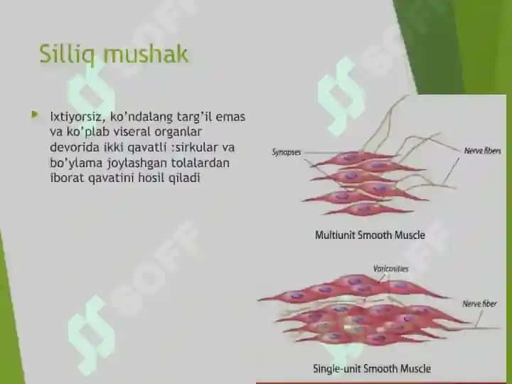 Silliq mushaklar 3