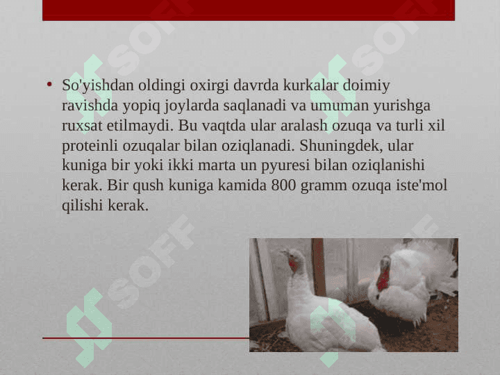KURKALARNI OZIQLANTIRISH TEXNOLOGIYALARI 4