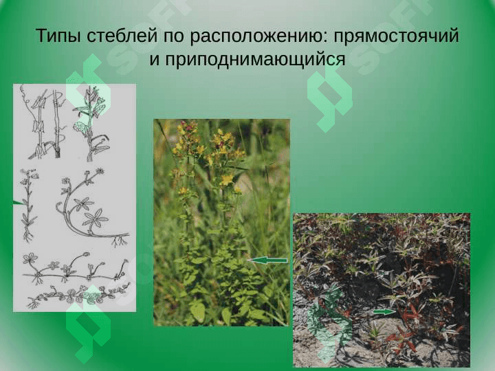 Mороологическое строение стеблей разныx типов 4
