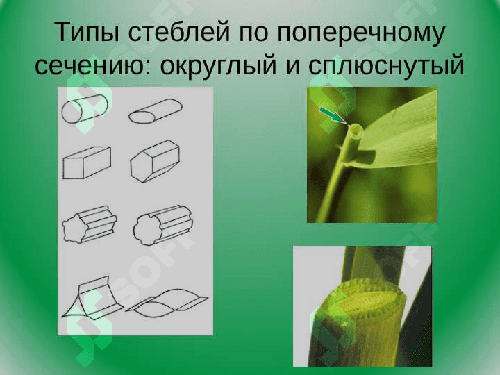 Mороологическое строение стеблей разныx типов 6