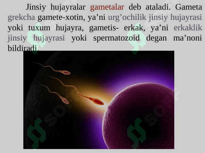 Urug’don va urug’ hujayralarning tuzilishi va biologik xususiyatlari. 2