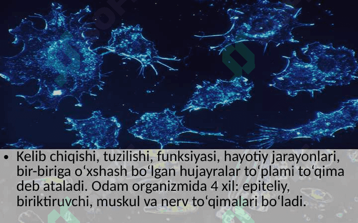 EpiteliyТo‘qimalar, organlar va organlar sistemasi 2