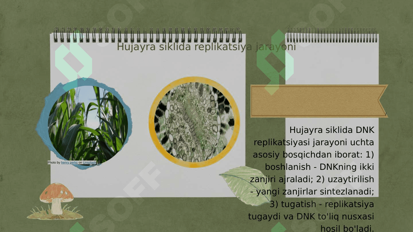 Hujayra sikli va hujayra replikatsiyasi boshqaruv mexanizmi 5