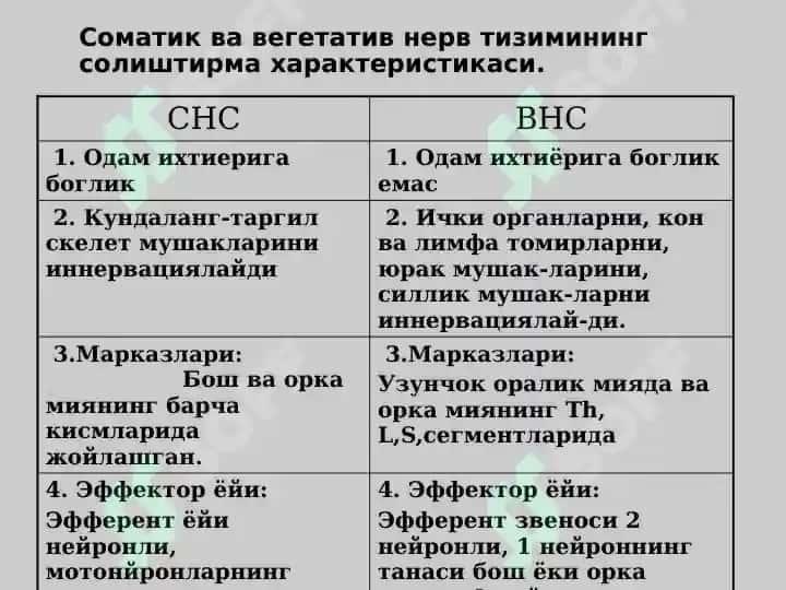 Вегетатив нерв тизими 3