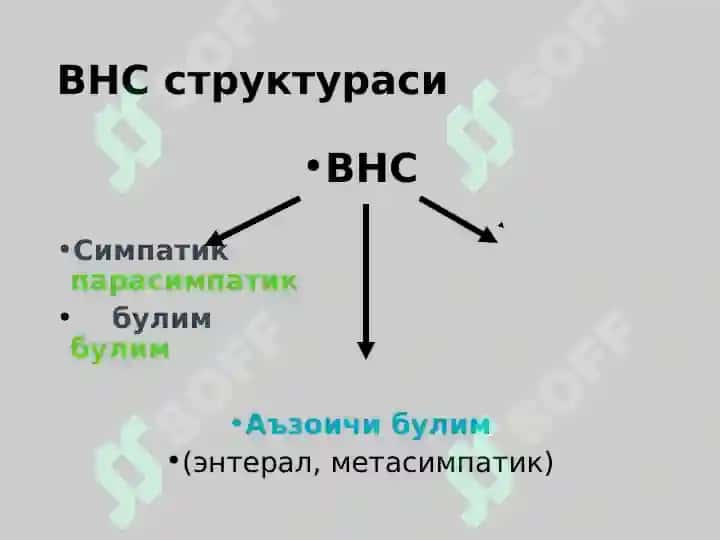 Вегетатив нерв тизими 6
